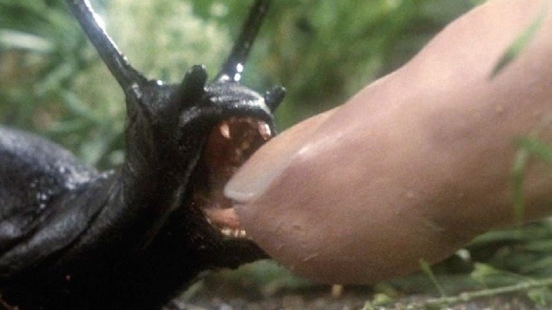 A slug puppet bites a prosthetic human finger