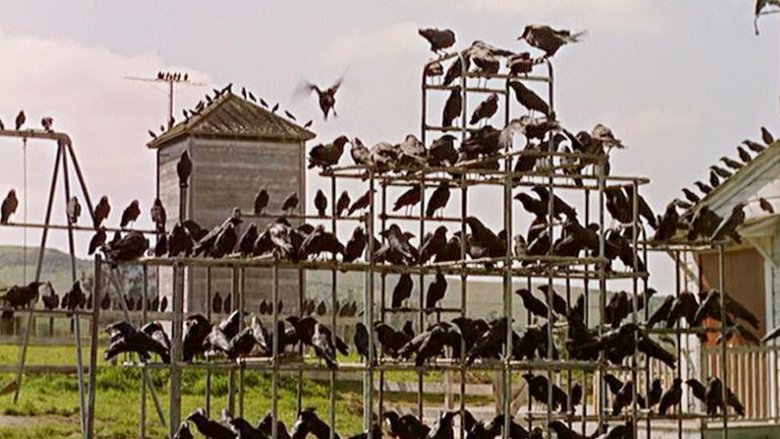 Birds amass in a playground