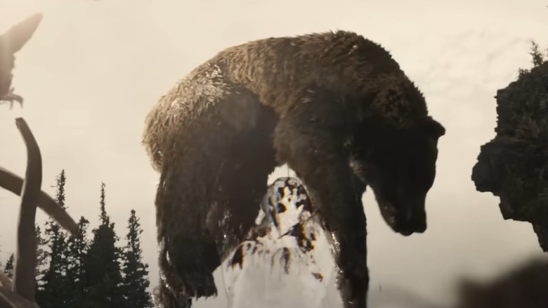 Predator lifting a bear