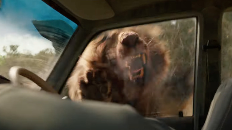 The lion attacks a car