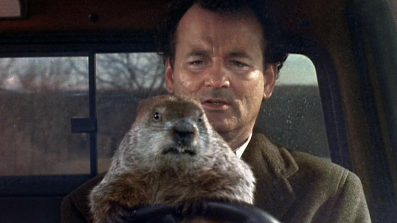 Phil (and Groundhog)