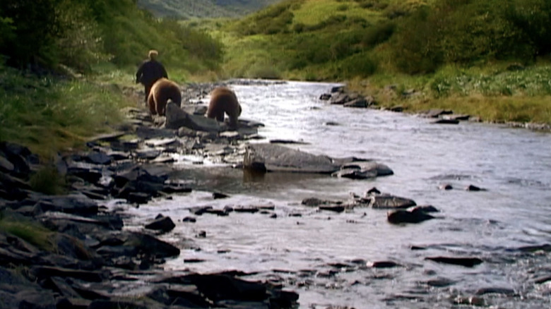 Timothy Treadwell walking with bears