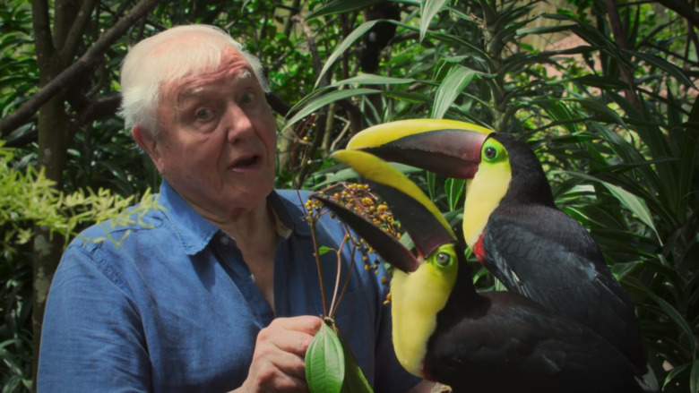 David Attenborough with toucans