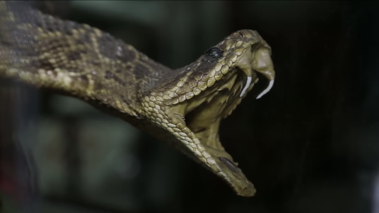 The Preserved Snake That Cost American Pickers Hundreds Of Dollars