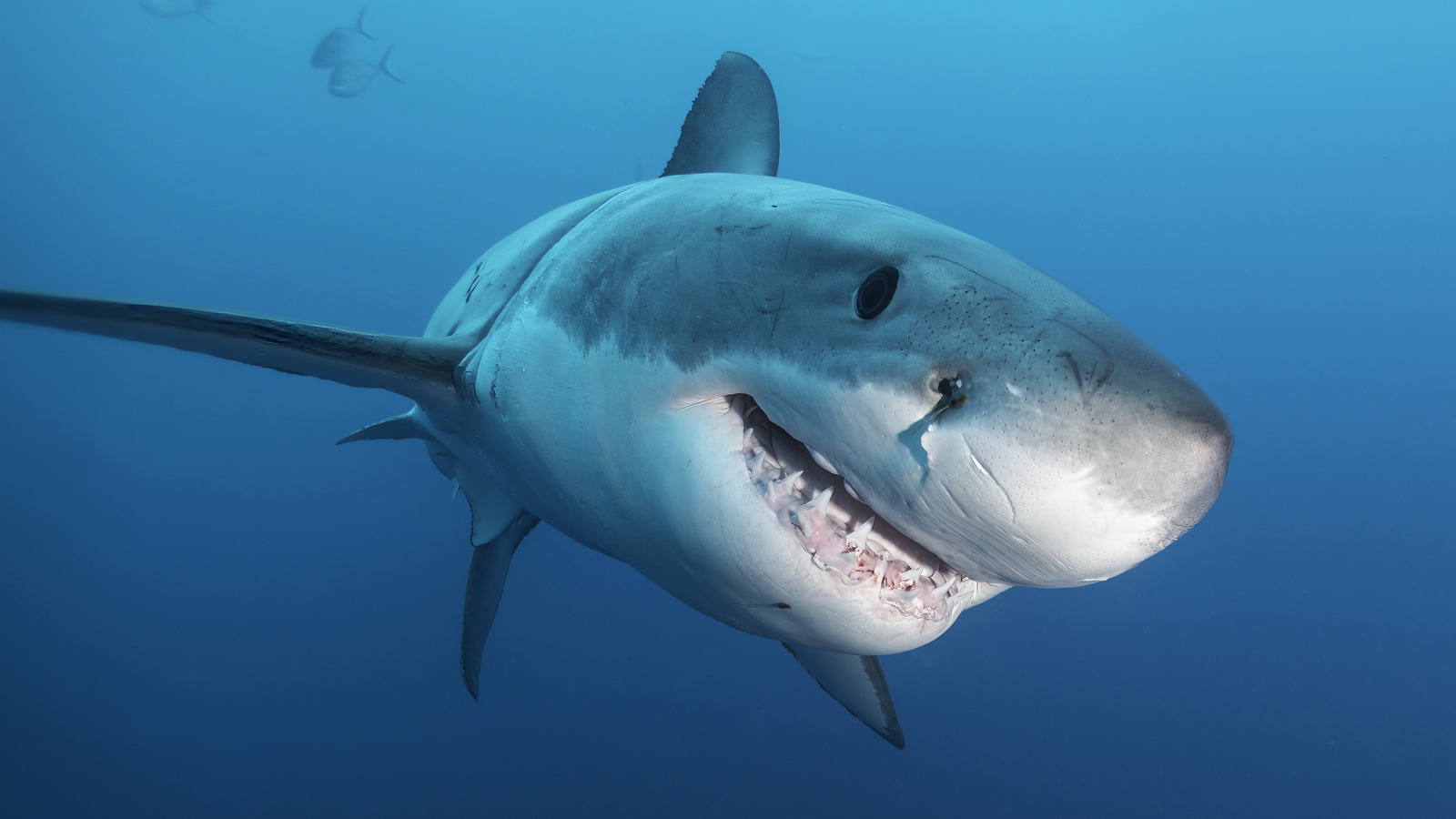 The Real-Life Cocaine Shark Is Scary - But Not For The Reason You May Think