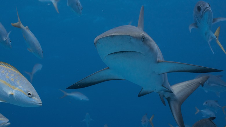 Shark in water