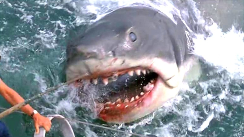 The Ending of 'Jaws' Changed Because of a Real Shark Encounter