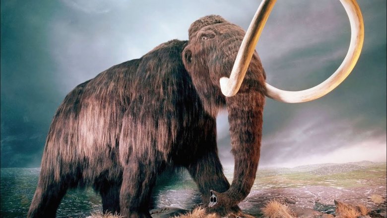 wooly mammoth