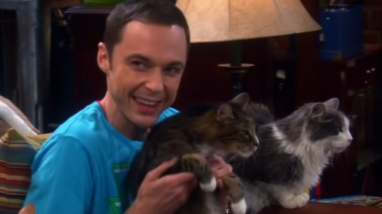 Sheldon Cats Big Bang Theory