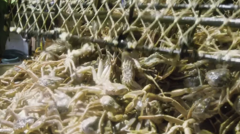 Massive Crab Pot being unloaded