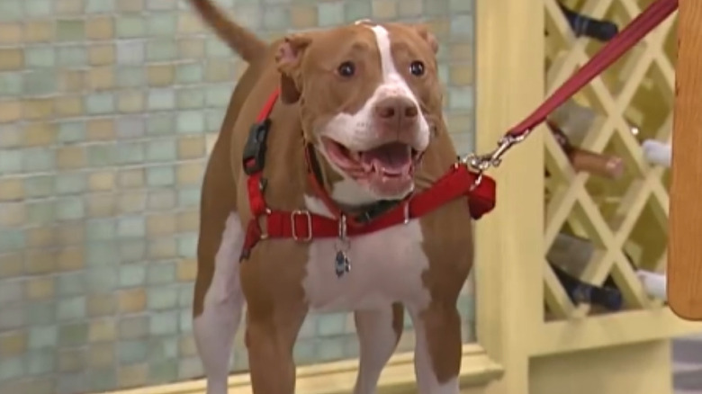 Brown and white pitbull Isaboo wears a red harness with a red leash on the Rachael Ray Show