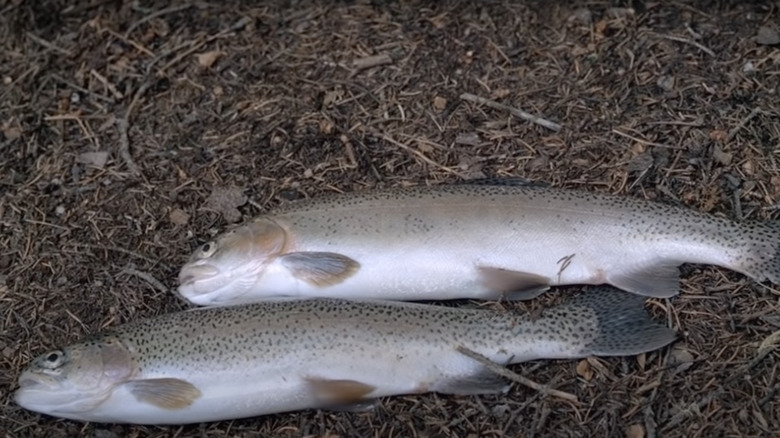 two fish on ground