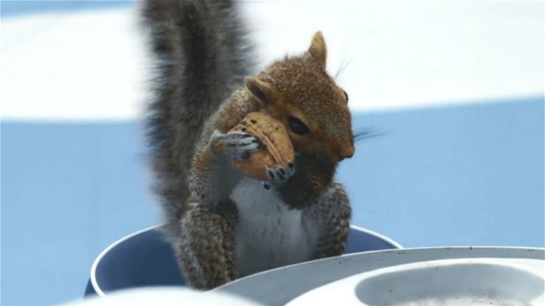 squirrel holding a nut