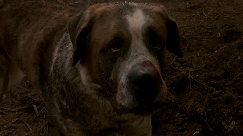 Cujo puppy eyes