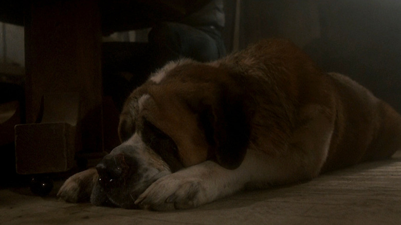 Cujo lying down