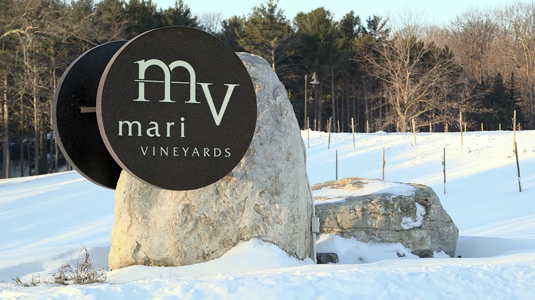 Mari Vineyards establishing shot