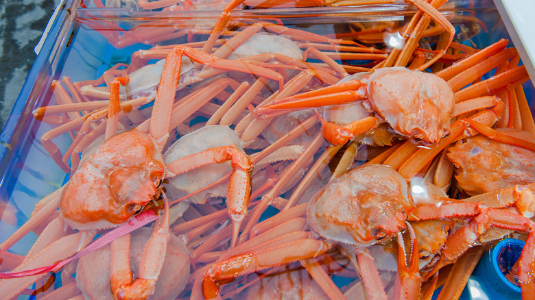 Snow crabs swimming