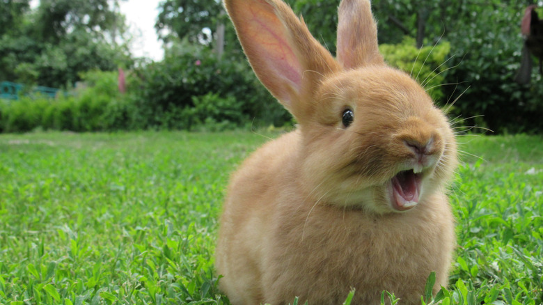 Bunny with mouth open