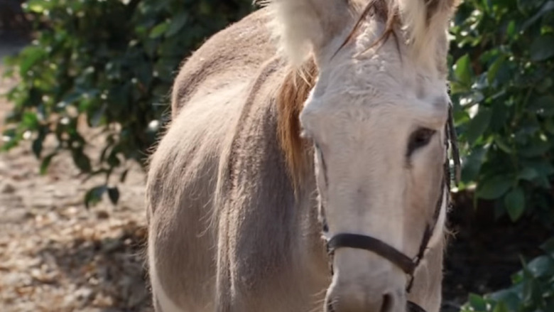 Fear Factor contestants were asked to drink donkey fluids