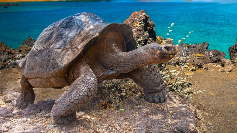 Tortoise in Galapagos