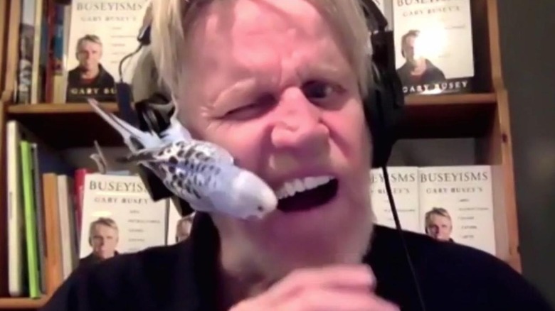 Gary Busey winces as a parakeet grabs onto his face