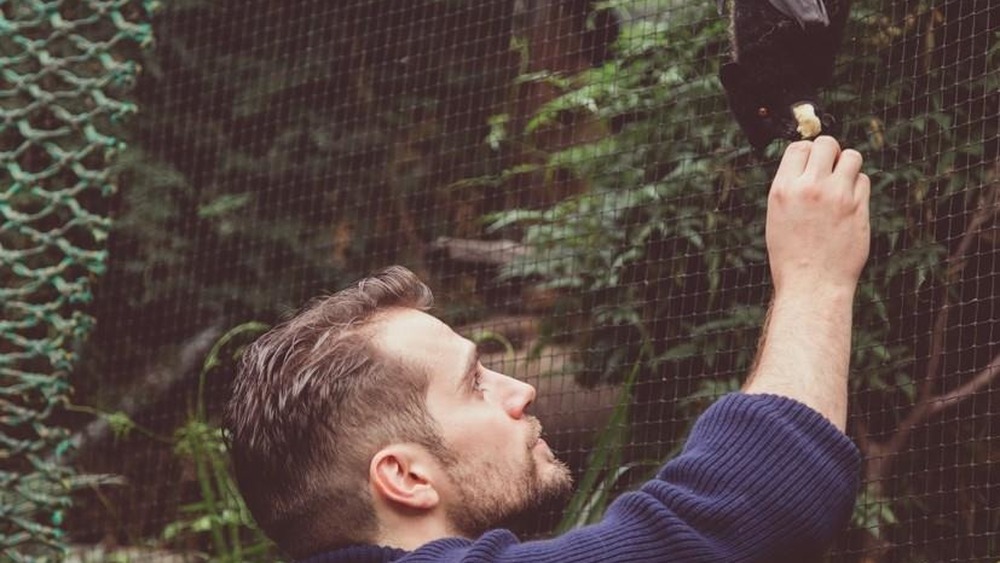 Henry Cavill feeds bat