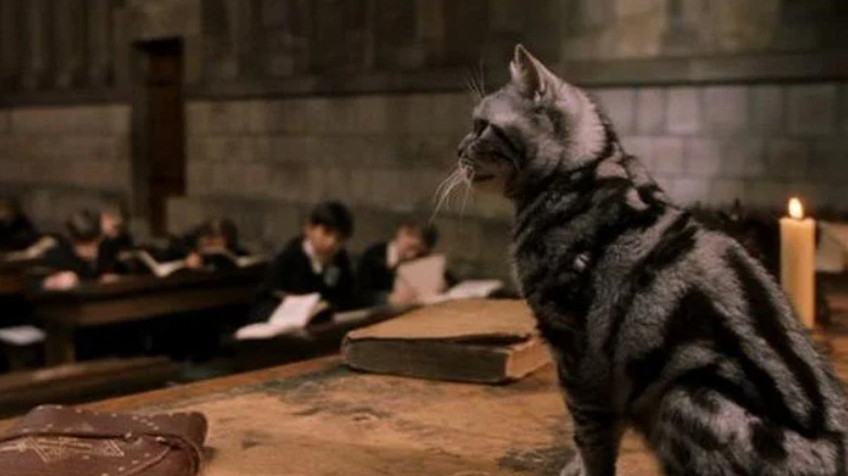 McGonagall the cat