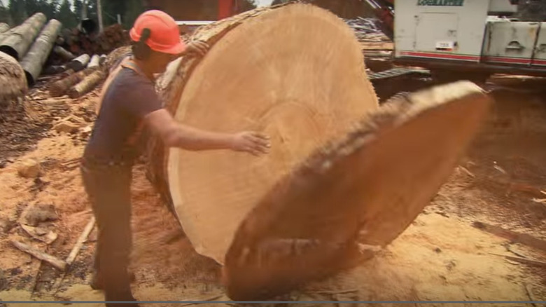 Big Timber cutting logs