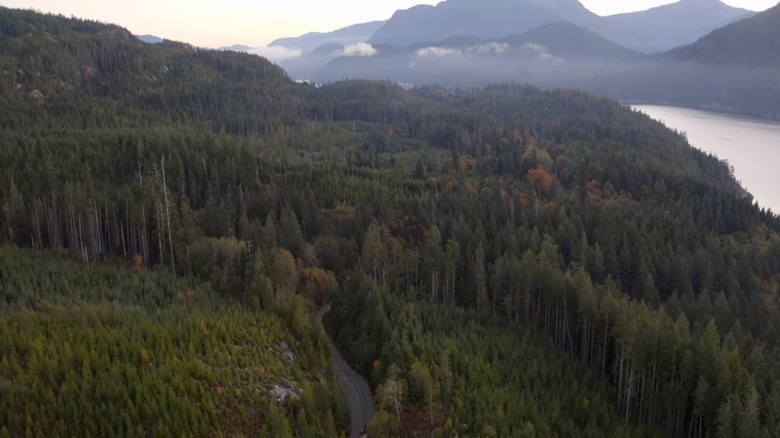 Vancouver Island Big Timber