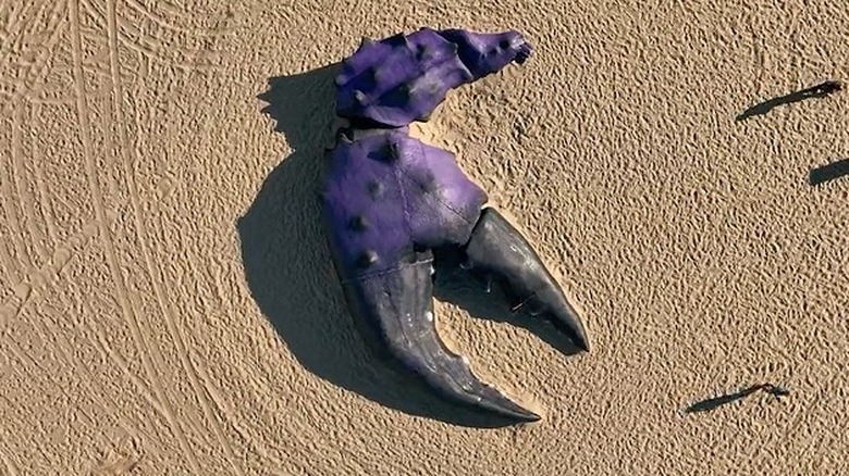 giant purple crab claw on beach