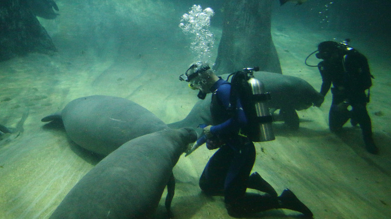 Jeremy Wade underwater