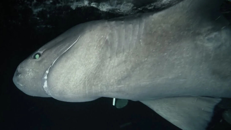 Sixgill shark swimming underwater