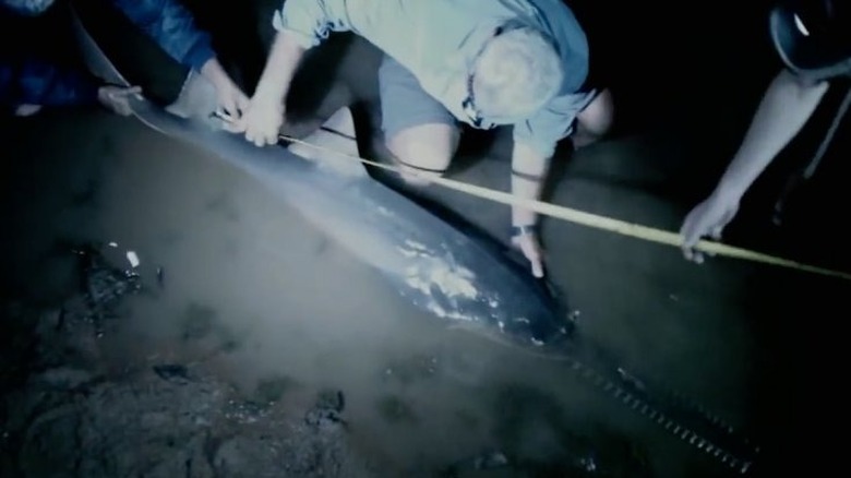 Jeremy Wade measuring a sawfish