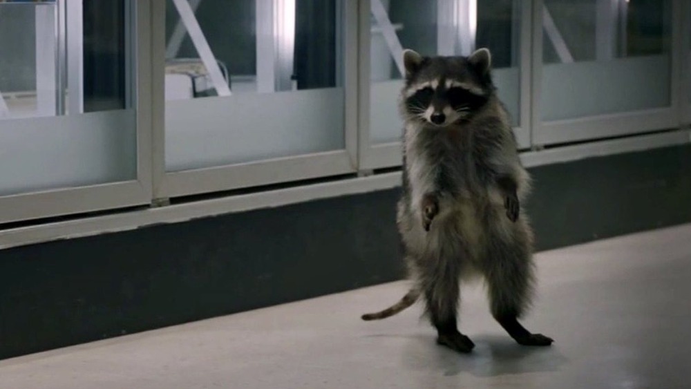 A Raccoon from Superstore