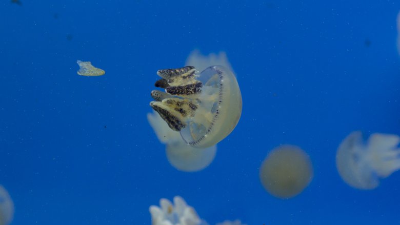 Jellyfish 