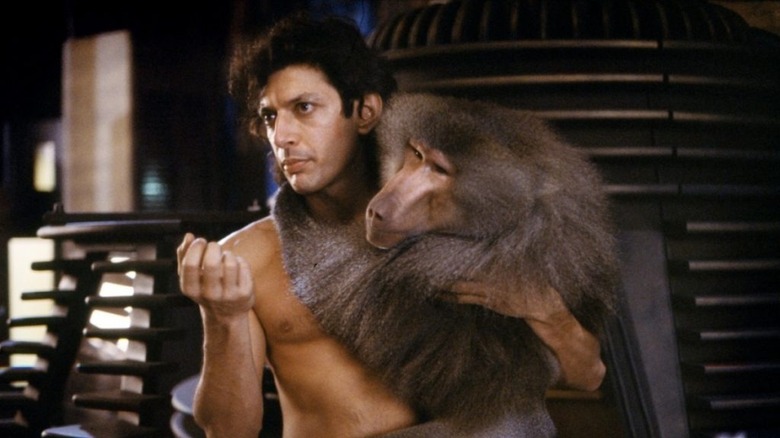 Goldblum baboon