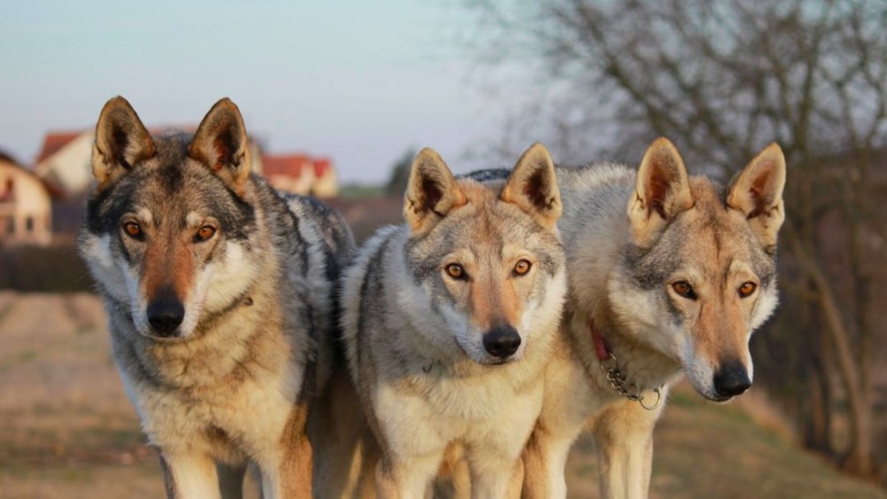 Wolves in Wheel of Time