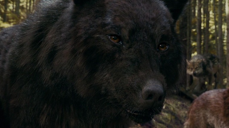 Sam in wolf form