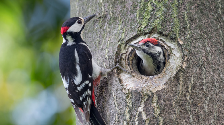 Birds relaxing in nature