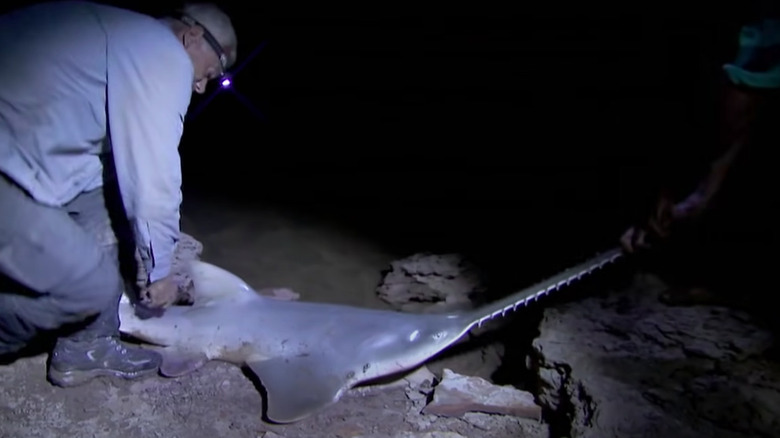 Jeremy Wade brings his catch ashore