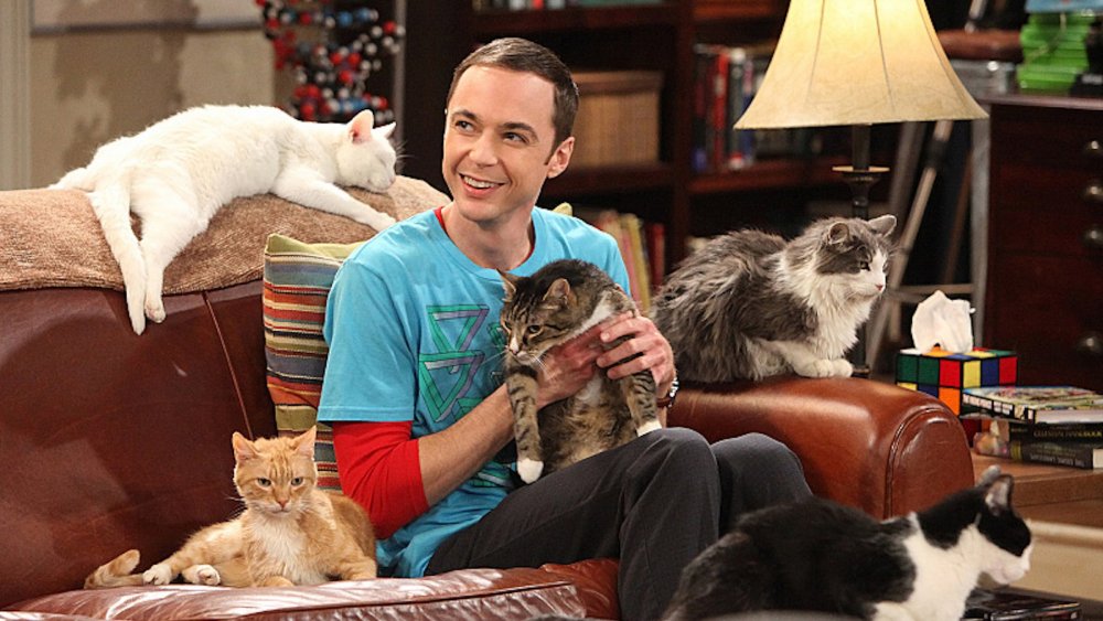 Sheldon and his new cats on The Big Bang Theory