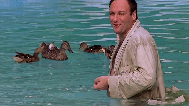 Tony is excited by ducks swimming in his pool