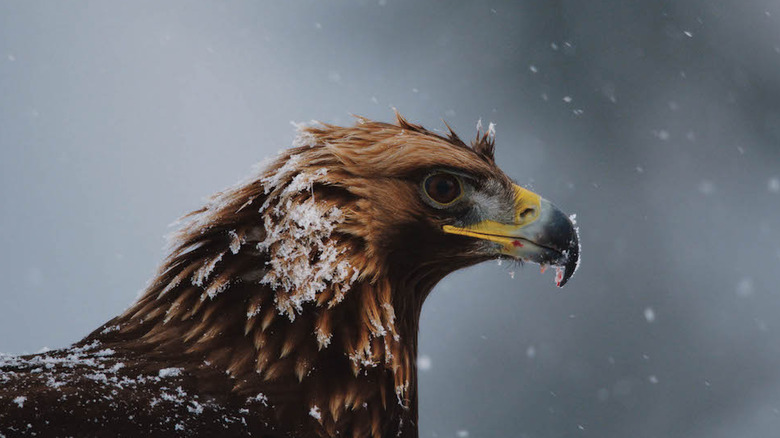 A bird in "Planet Earth II"