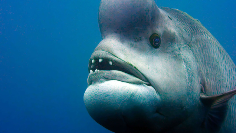 One of the many undersea creatures in Planet Earth: Blue Planet II