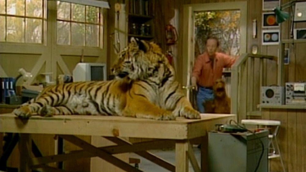 ALF steals a tiger