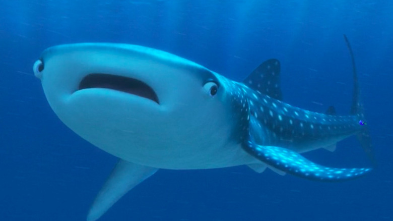 Destiny the whale shark swimming