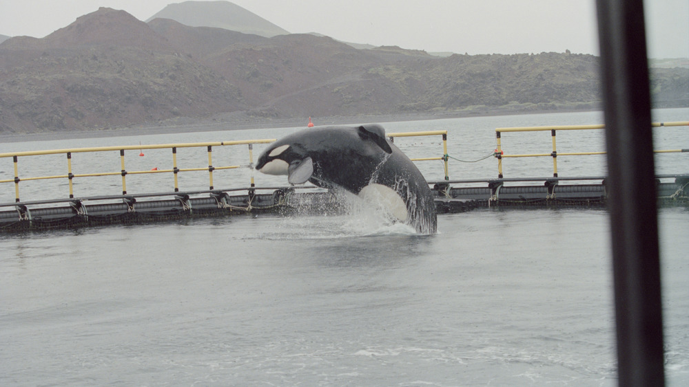 Keiko the killer whale, famous for portraying Willy in Free Willy