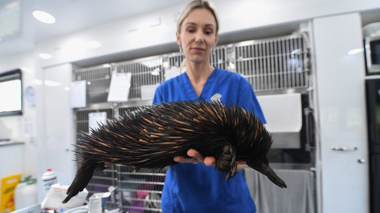 An echidna