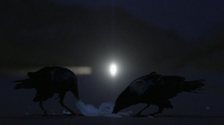 Two crows eating a dove