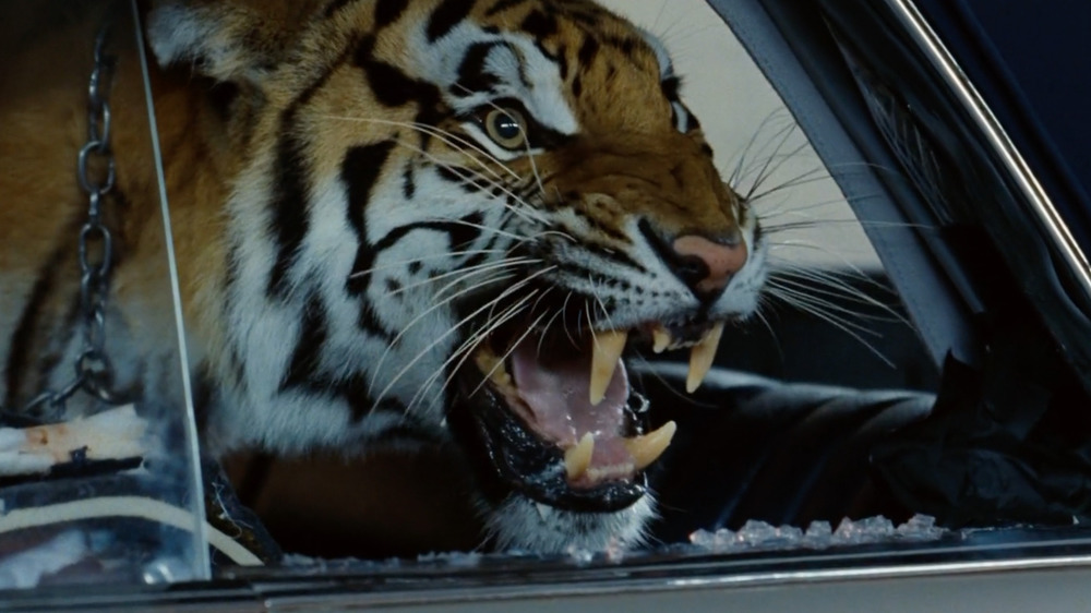 Hangover tiger roaring